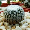 Turbinicarpus _valdezianus 'Monclova' 04